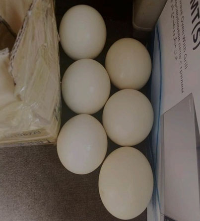Fertile eggs for sale