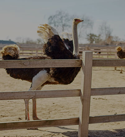 ostriches for sale