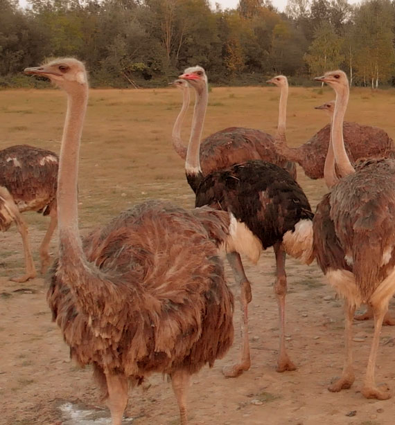 Ostriches for sale
